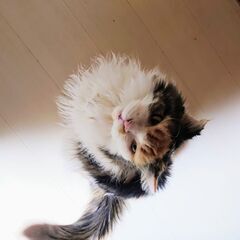 【募集停止中】最近、サービス精神旺盛になってきたしずかちゃん