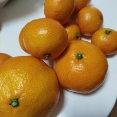 みかん　40個