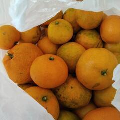 みかん　40個の画像