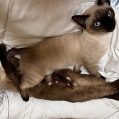生後8ヶ月 去勢済み シャム猫