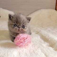 ☆エキゾチック☆