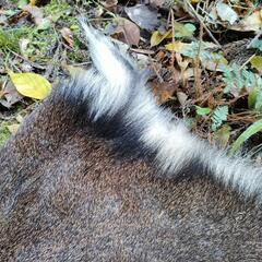 鹿の毛皮　ラグマット鹿レザー（奈良県での受け渡し版の投稿ページです）の画像