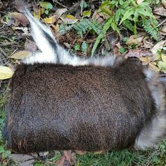鹿の毛皮　ラグマット鹿レザー（奈良県での受け渡し版の投稿ページです）の画像
