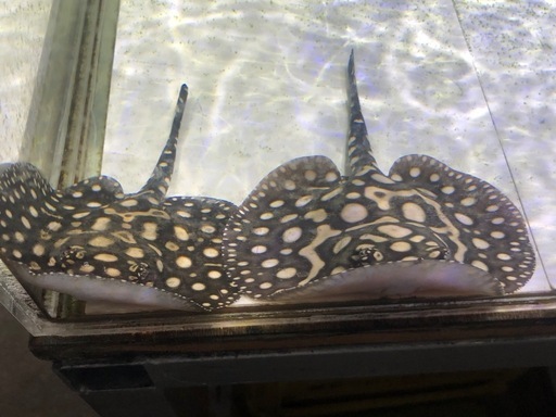 フルギャラ血統ダイヤモンドポルカ