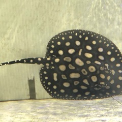 フルギャラ血統ダイヤモンドポルカ