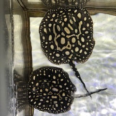 フルギャラ血統ダイヤモンドポルカ