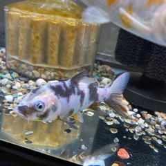 決まりました。錦鯉貰ってください。　〔当歳〕白黒　水槽飼い★の画像