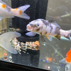 決まりました。錦鯉貰ってください。　〔当歳〕白黒　水槽飼い★