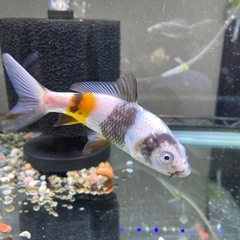 決まりました。錦鯉貰ってください。　〔当歳〕白黒　水槽飼い★の画像