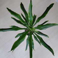 観葉植物ドラセナの画像
