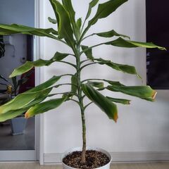観葉植物ドラセナ