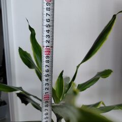 観葉植物ドラセナの画像
