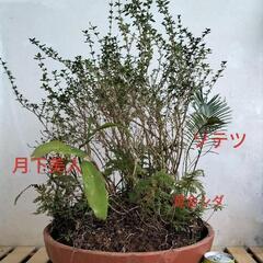 【💖Thankyou💖】🌿ソテツ/月下美人/白丁花/黄金シダ🌿観葉植物