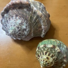 自然物　沖縄夜光貝　2点の画像