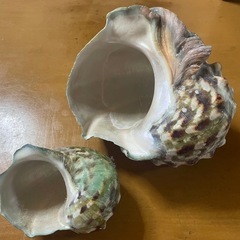 自然物　沖縄夜光貝　2点の画像