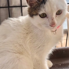 😸お家🏠ほごにゃん譲渡会😸 - 熊本市