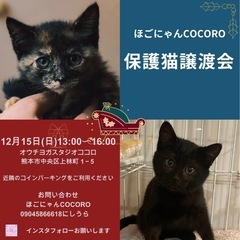 😸お家🏠ほごにゃん譲渡会😸