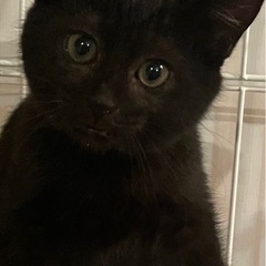 😸お家🏠ほごにゃん譲渡会😸 − 熊本県