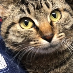 😸お家🏠ほごにゃん譲渡会😸 - その他