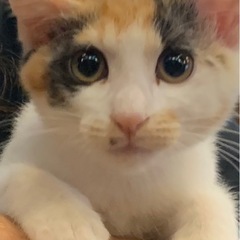 😸お家🏠ほごにゃん譲渡会😸 - イベント