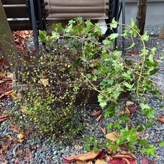 屋外植木アイビー木工バラワイヤープランツ２個の画像