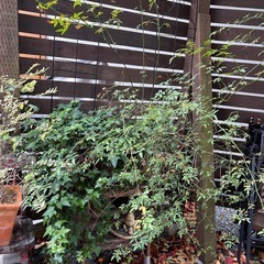 屋外植木アイビー木工バラワイヤープランツ２個