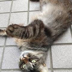 長毛キジ猫のチャーちゃん