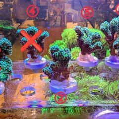 ショウガサンゴ ① SPS