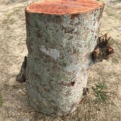 モッコク 玉切り生木 未乾燥 木工 DIY 材木 天然木 無垢材...