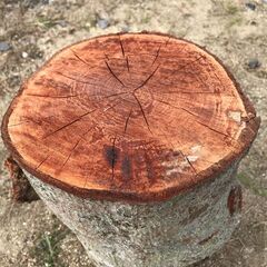 モッコク 玉切り生木 未乾燥 木工 DIY 材木 天然木 無垢材 希少木材 アート 3の画像