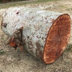 モッコク 玉切り生木 未乾燥 木工 DIY 材木 天然木 無垢材 希少木材 アート 3の画像