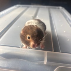 ゴールデンハムスター