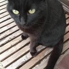 黒猫ちび猫ちゃん