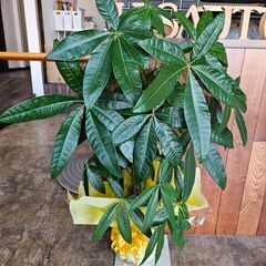 （商談中受付停止）　観葉植物　パキラ　