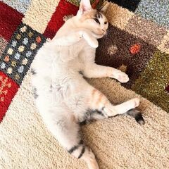 木箱の中の猫たち　ステイシーさん(仮) − 福島県