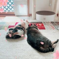 木箱の中の猫たち　ステイシーさん(仮) - 里親募集