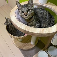 正式譲渡　兄弟揃って　ゴロスリな男の子のグル君