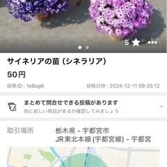 パンジー　　　　サイネリア　苗
