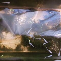 黒メダカ5匹の画像