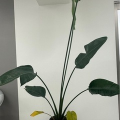 植物の画像