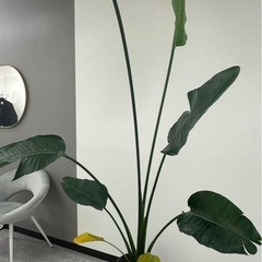 植物の画像