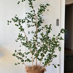 観葉植物　ベンジャミンバロックの画像