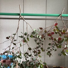 ポポラスの画像