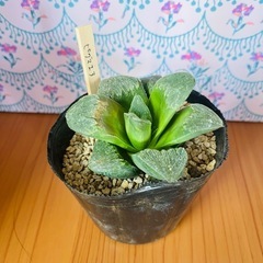 ピグマエア【ジュエルプランツ】ハオルチア属　多肉植物　9cmポッ...