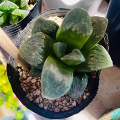 ピグマエア【ジュエルプランツ】ハオルチア属　多肉植物　9cmポット観葉植物の画像