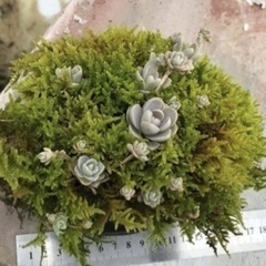 ①多肉植物と軽石とコケ）