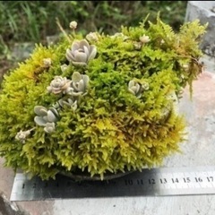 ③ 多肉植物と軽石とコケ（タ）