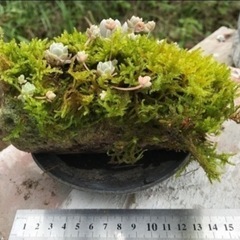 ④ 多肉植物と軽石とコケ（西）