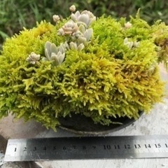 ②多肉植物と軽石とコケ（す）