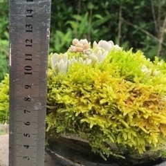 ④ 多肉植物と軽石とコケ（西）の画像